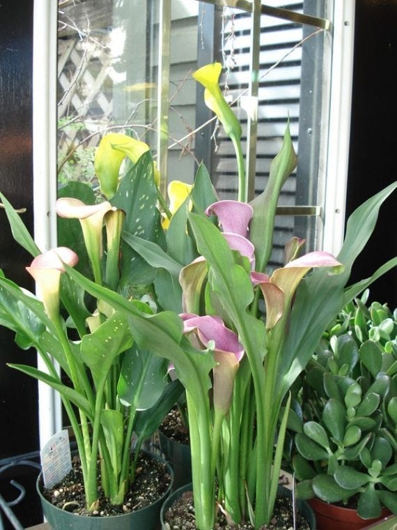 potted-calla-lily-marlow-floralworks-online-store