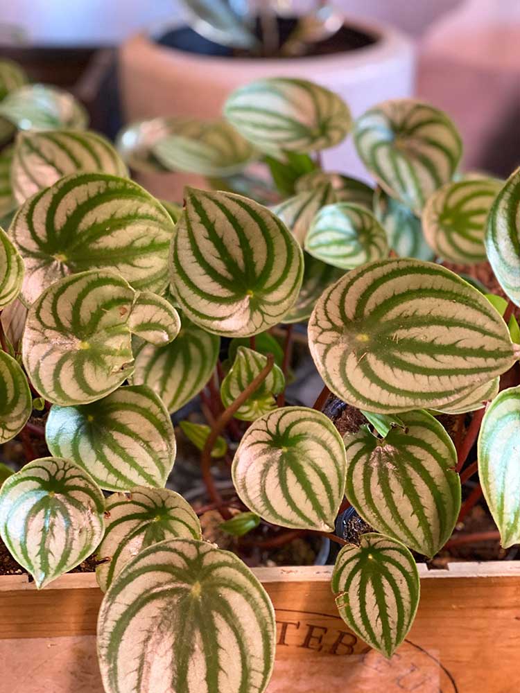 Watermelon Peperomia 4″ Marlow Floralworks Online Store