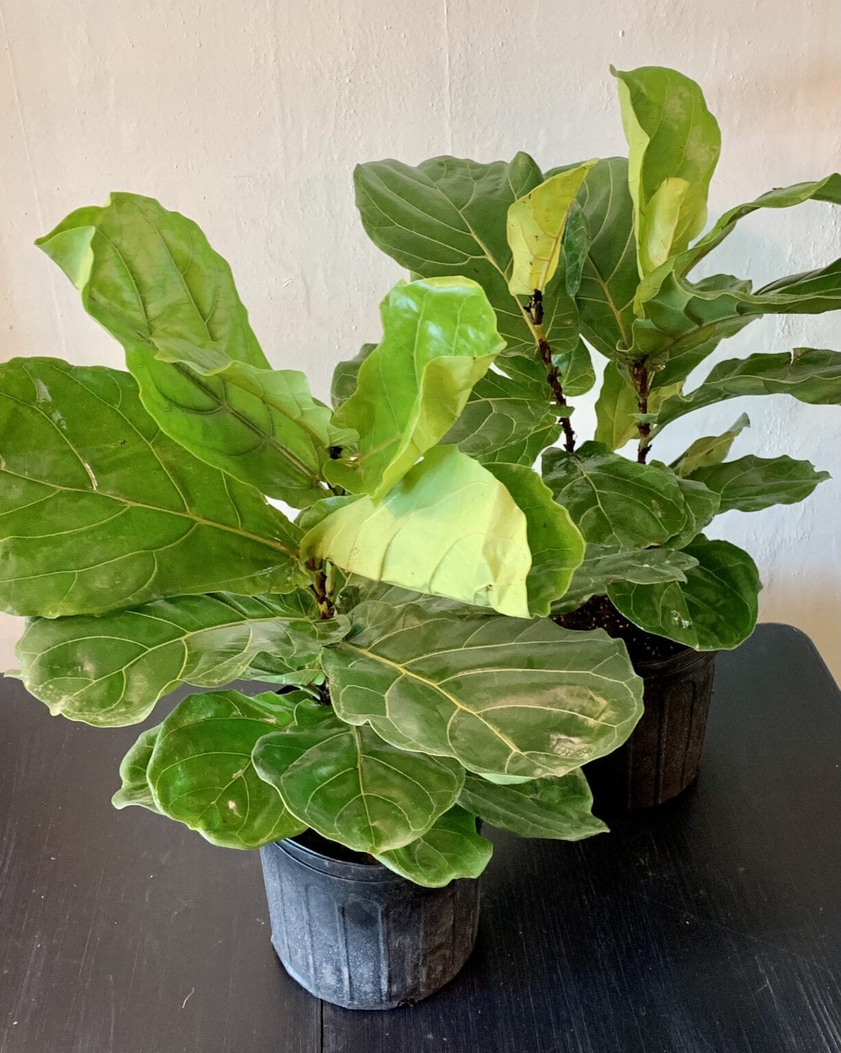 Ficus Lyrata Bush – 10″ – Marlow Floralworks Online Store